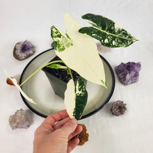Load image into Gallery viewer, Alocasia Frydek, Exact Plant Variegated with baby