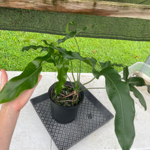 Load image into Gallery viewer, Philodendron Thaumatophyllum Goeldii X Selloum "African Fantasy, Exact Plant