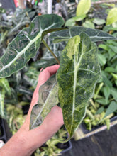 Load image into Gallery viewer, Alocasia Polly Aurea variegated 2.5" pot, Fedex 2day*
