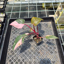 Load image into Gallery viewer, Philodendron Pink Princess Variegated exact plant, Fedex 2day*