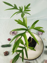 Load image into Gallery viewer, Philodendron Quercifolium, Exact Plant