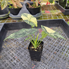 Load image into Gallery viewer, Alocasia dragon scale albo Exact Plant Ships Nationwide