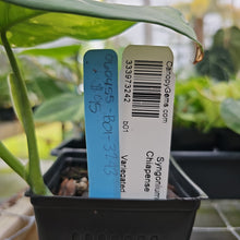 Load image into Gallery viewer, Syngonium Chiapense, Exact Plant Variegated Ships Nationwide