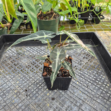Load image into Gallery viewer, Alocasia 'Bambino Arrow' pink, Exact Plant Ships Nationwide
