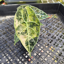 Load image into Gallery viewer, Alocasia Watsoniana Albo Pink variegated, Exact Plant Ships Nationwide