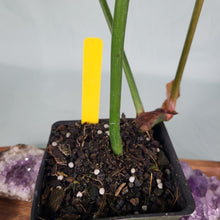 Load image into Gallery viewer, Philodendron Gloriosum, Pink Veined Back 4" pot, Fedex 2day*