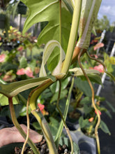 Load image into Gallery viewer, Philodendron Golden Dragon Variegated exact plant, Fedex 2day*