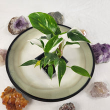 Load image into Gallery viewer, Philodendron White Princess Variegated 2.5" Pot, Fedex 2 day*