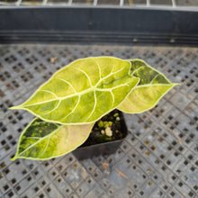 Load image into Gallery viewer, Alocasia Watsoniana Albo Pink variegated exact plant, Fedex 2day*