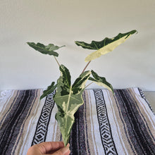 Load image into Gallery viewer, Alocasia sarian Albo, Exact Plant Ships Nationwide.