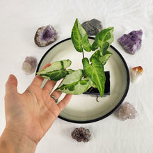 Load image into Gallery viewer, Syngonium Three Kings Magic Marble, Exact Plant Variegated Ships Nationwide