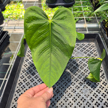 Load image into Gallery viewer, Anthurium Warocqueanum x Noid exact plant, Fedex 2day*