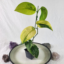 Load image into Gallery viewer, Scindapsus Jade Satin Aurea, Exact Plant Variegated