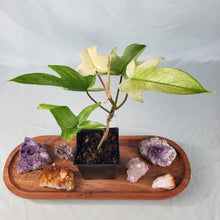 Load image into Gallery viewer, Philodendron Florida Ghost 4" pot, Fedex 2day*