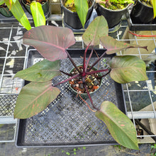 Load image into Gallery viewer, Philodendron Orange Princess, Exact Plant Variegated Ships Nationwide