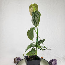 Load image into Gallery viewer, Philodendron Brandtianum Mini Form 4" pot, Fedex 2day*