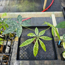 Load image into Gallery viewer, Pachira Aquatica Money Tree, Exact Plant Variegated 4" grafted Ships Nationwide