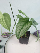 Load image into Gallery viewer, Monstera Siltepecana El Salvador 4" pot, Fedex 2day*