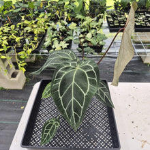 Load image into Gallery viewer, Anthurium Red Crystallinum Doc Block exact plant, Fedex 2day