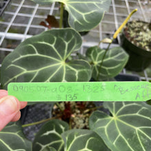 Load image into Gallery viewer, Anthurium Besseae Aff exact plant, Fedex 2day*