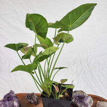 Load image into Gallery viewer, Syngonium Pink Spot, Exact Plant Variegated Ships Nationwide