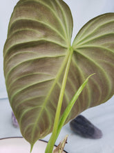 Load image into Gallery viewer, Splendid, Exact Plant, Philodendron