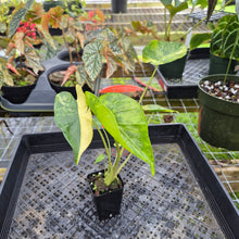 Load image into Gallery viewer, Alocasia Macrorrhiza Schock Treatment, Exact Plant Variegated Ships Nationwide