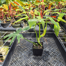 Load image into Gallery viewer, Philodendron Radiatum, Exact Plant Variegated Ships Nationwide