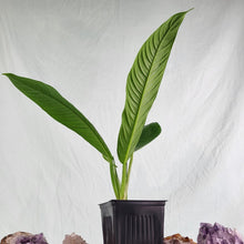 Load image into Gallery viewer, Philodendron Campii Lynette 4" pot, ships nationwide