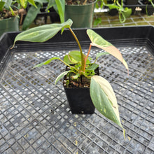 Load image into Gallery viewer, Philodendron Gloriosum Exact Plant Ships nationwide