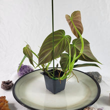 Load image into Gallery viewer, Philodendron Splendid 2.5" pot, Fedex 2day*