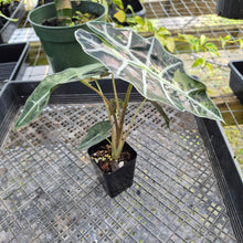Load image into Gallery viewer, Alocasia Polly Snowflake Pink Variegated, Exact Plant Ships Nationwide.