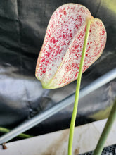 Load image into Gallery viewer, Anthurium Scherzerianum "Pig Tail", Exact Plant Speckled Ships Nationwide