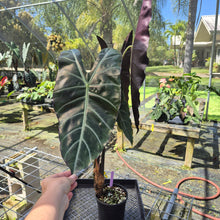 Load image into Gallery viewer, Alocasia Longiloba, Denudata, Exact Plant