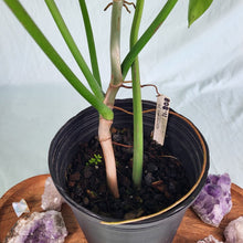 Load image into Gallery viewer, Philodendron Joepii, Exact Plant XL