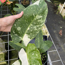 Load image into Gallery viewer, Philodendron Jose Buono Variegated exact plant, Fedex 2day*