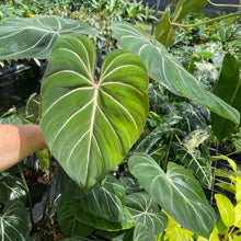 Load image into Gallery viewer, Philodendron Gloriosum, Dark Form 6" pot, Fedex 2day