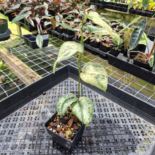 Load image into Gallery viewer, Scindapsus Peasun Variegated 4" pot, Fedex 2day*