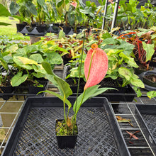 Load image into Gallery viewer, Anthurium Scherzerianum "Pig Tail" Speckled, Exact Plant