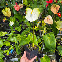 Load image into Gallery viewer, Anthurium White Obake 'Tropic Ice', 4" pot, Fedex 2day*