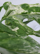 Load image into Gallery viewer, Adansonii Mint Indonesia, exact plant, Monstera, ships nationwide