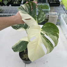 Load image into Gallery viewer, Monstera Borsigiana Albo Deliciosa Variegated exact plant, Fedex 2day*