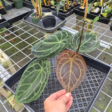 Load image into Gallery viewer, Anthurium Doc Block (Red Crystallinum) x Kunayalense exact plant, Fedex 2day*