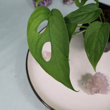 Load image into Gallery viewer, Monstera adansonii Laniata Shipped Nationwide