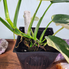 Load image into Gallery viewer, Philodendron Bipennifolium, Exact Plant Variegated