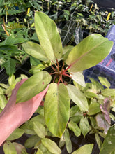 Load image into Gallery viewer, Philodendron Snowdrift Variegated 2.5" pot, Fedex 2day*