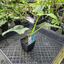 Load image into Gallery viewer, Philodendron Bipennifolium Splash Gordon Variegated Ships Nationwide