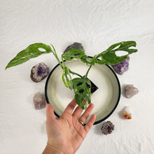 Load image into Gallery viewer, Monstera Adansonii Mint "Indonesia", Exact Plant Variegated Ships Nationwide