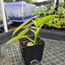 Load image into Gallery viewer, Philodendron Hastatum Silver Sword, Exact Plant Variegated Ships Nationwide