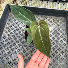 Load image into Gallery viewer, Anthurium Ace Of Spades X Papillilaminum, Exact Plant Ships Nationwide